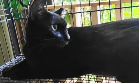 A-Mitzy Barn Cat photo 3