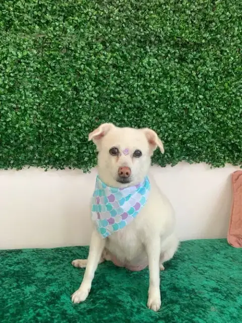 Myrtle