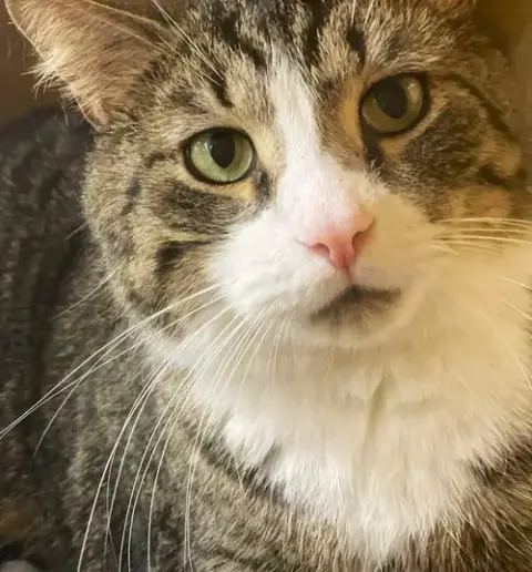 Big Guy photo 2