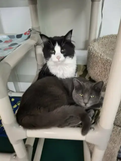 Little Gray And Little Girl photo 3