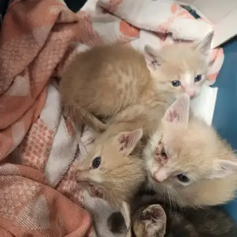 *Adorable