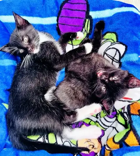 Mittens photo 3