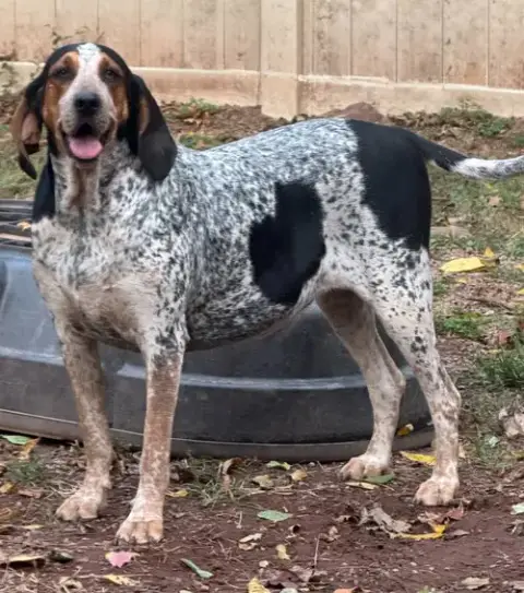 Henrietta Hound photo 5