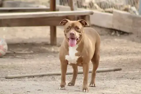 Tasha