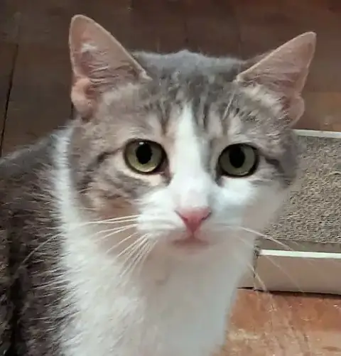 Bella Mia photo 2