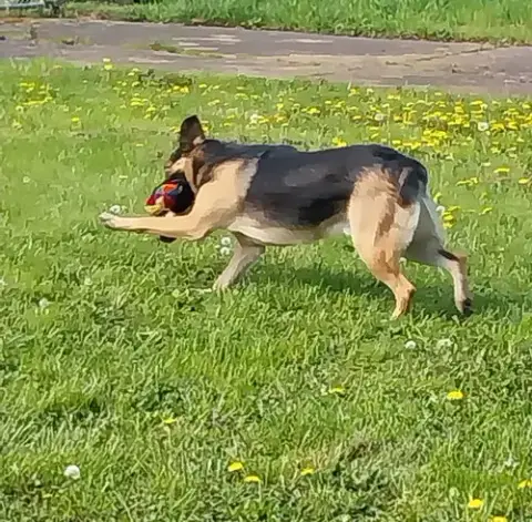 Dex photo 4