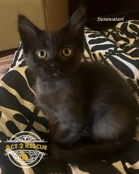 Susuwatari