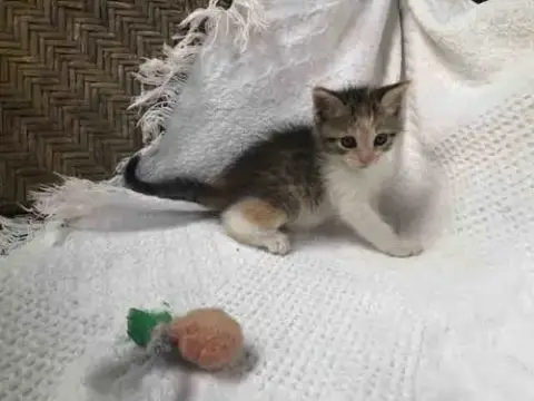 Lentil
