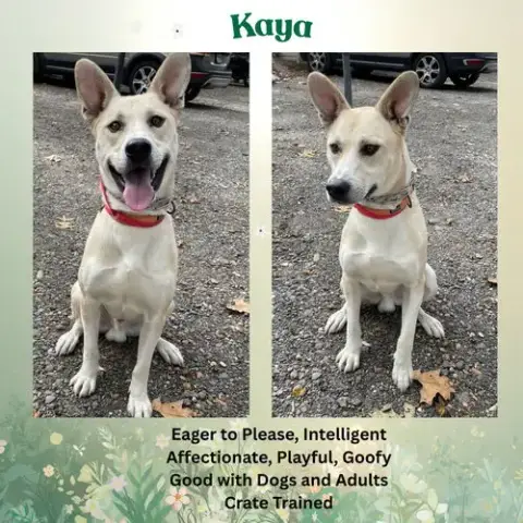 Kaya