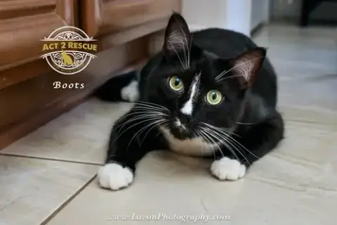 Boots 4