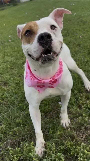 Annie