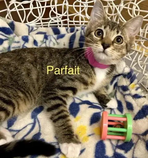 Parfait photo 3
