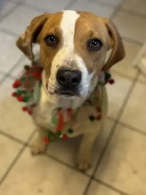 Buddy photo 4