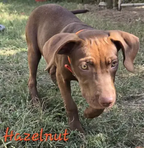 Hazelnut photo 3