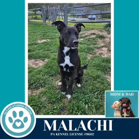 Malachi photo 3