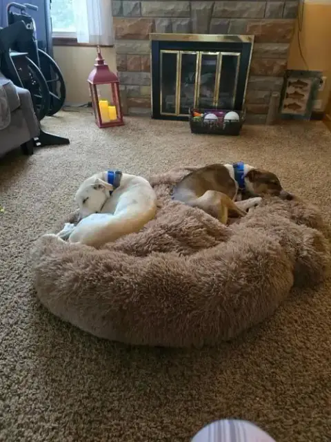 Bandit photo 4
