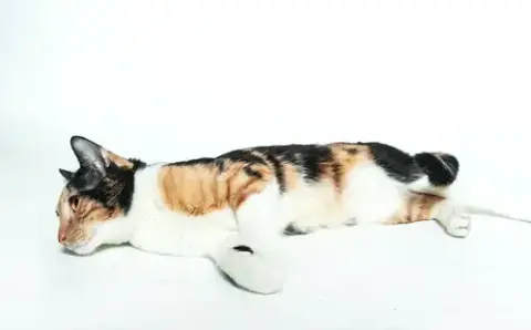 Sadie photo 3
