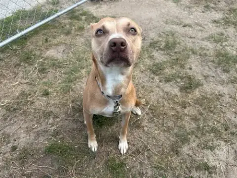Willow