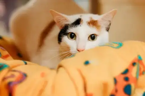 Eve
