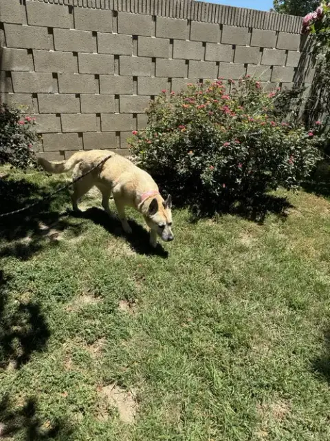 Dakota photo 4