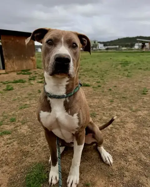Marley photo 5