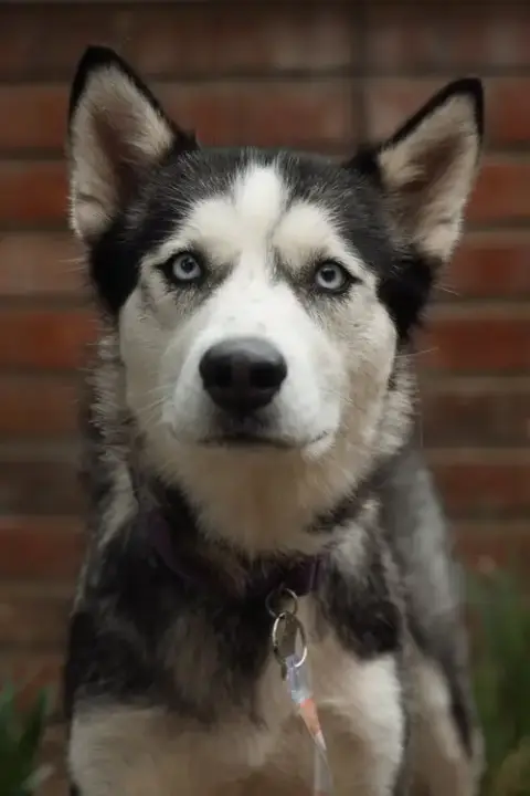 Heidi