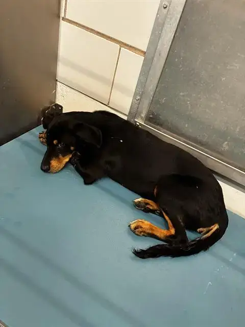 Chloe