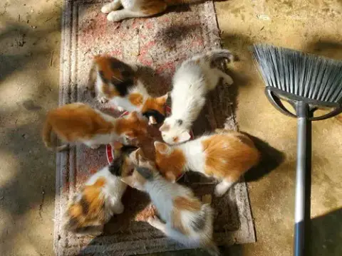 We Need Kitten Fosters!