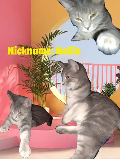 Zz "Nellie" Courtesy Post photo 4