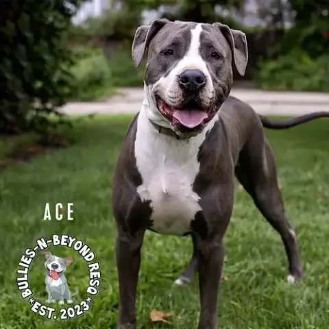 Ace photo 2
