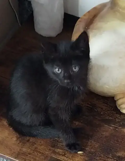 Bubbles * In Foster *
