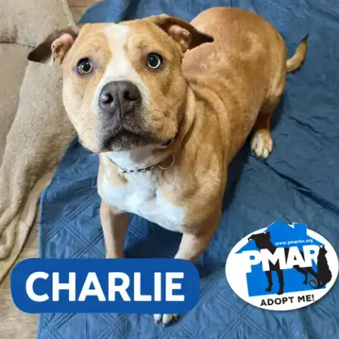 Charlie