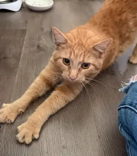 Reba