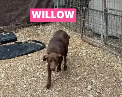 Willow photo 2
