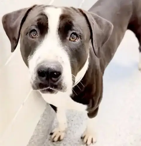 Tyson