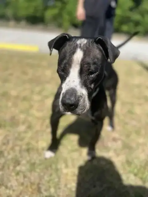 Odin