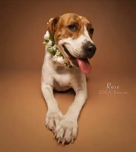 Rose photo 2