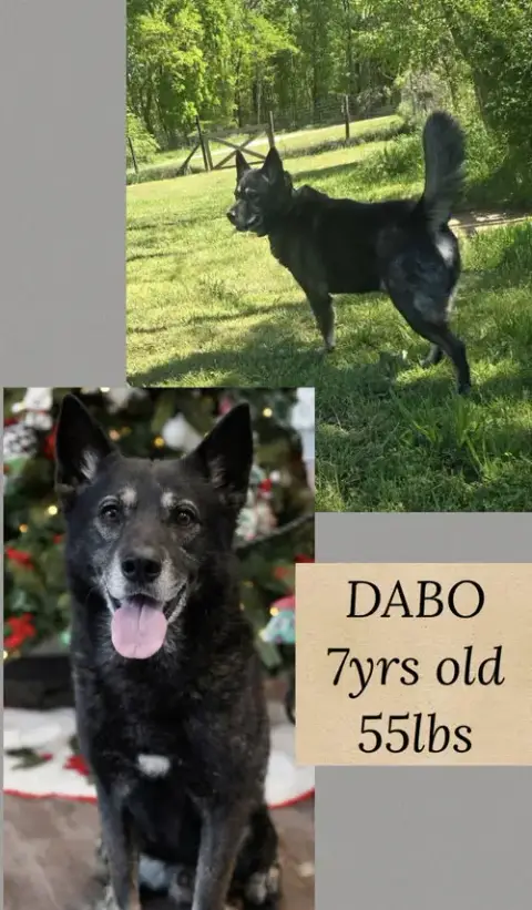 Dabo