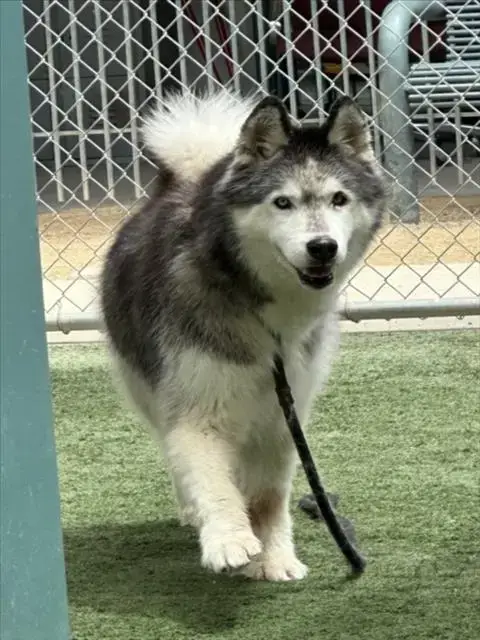 Capone