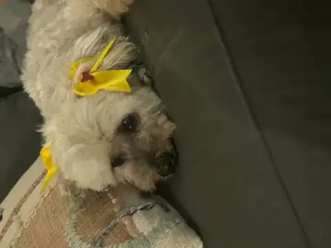 Chiquita photo 3