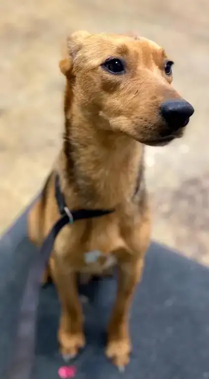 French Fry