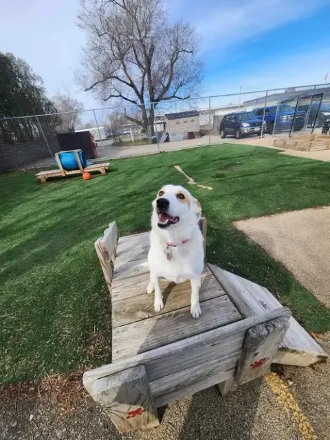 Lily photo 4