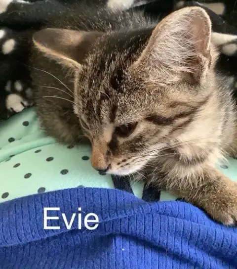 Evie photo 2
