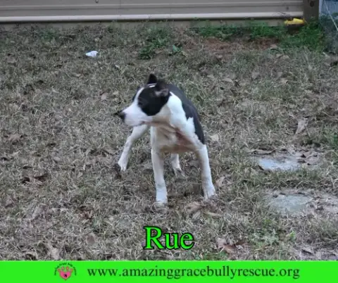 Rue photo 4