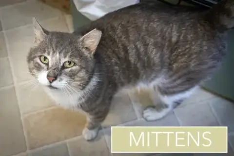 Mittens photo 4