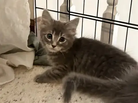 Freyja