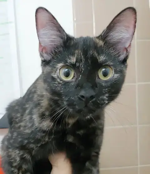 Cinnamon