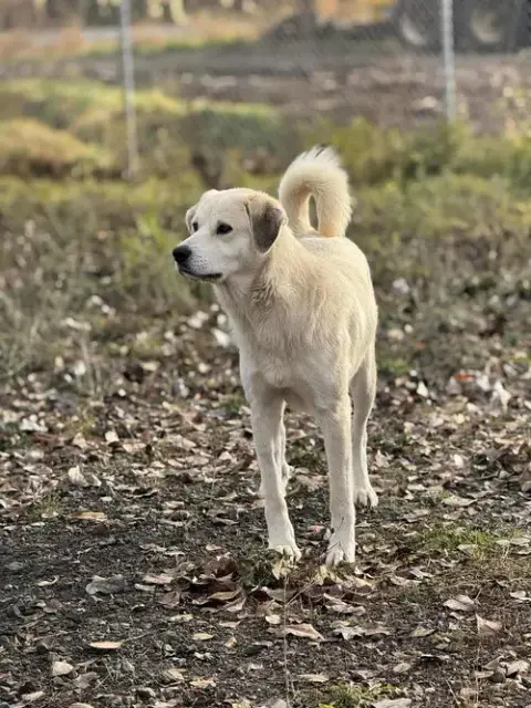 Heidi