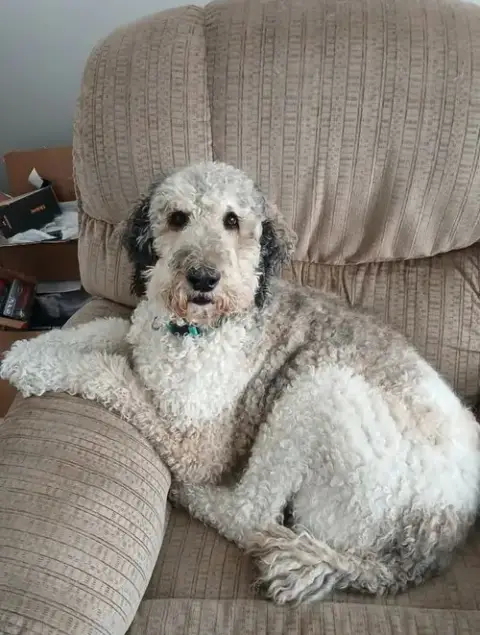 Buddy