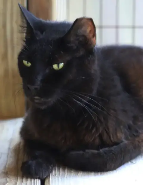 Josephine